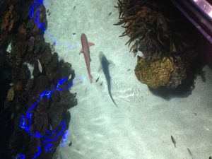 Aquarium visitors see fish in almost natural habitats